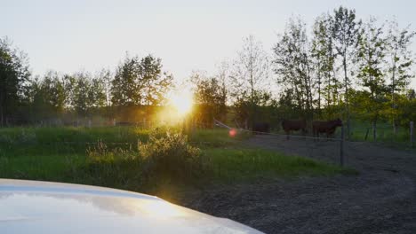 slo-motion-sunset-in-a-green-pasture-over-the-hood-of-a-farmers-truck