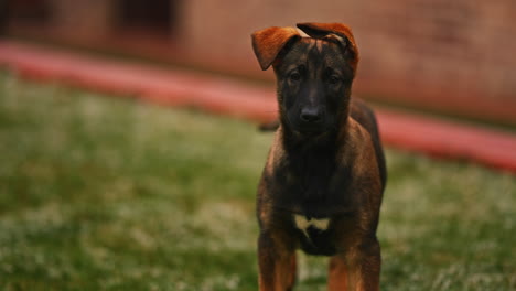 adorable belgian malinois domestic dog looking amaze in front of camera