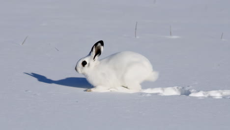 white rabbit in snow