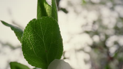 Closeup-view-of-beautiful-white-flowers-on-branches-blossoming-against-sky.