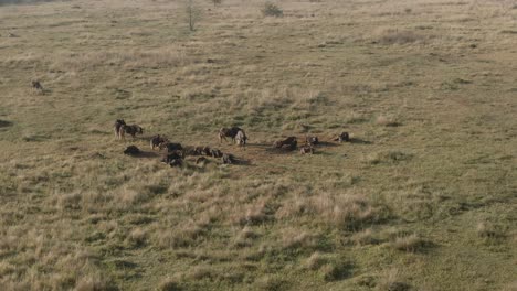 drone aerial of a wildebeest herd lazing in the morning sun