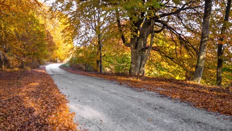 autumn landscape, nature road in colorful foliage, picture animation