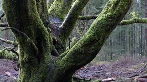 Close-Up-Of-Moss-Covered-Birch-Tree-In-Forest-4K