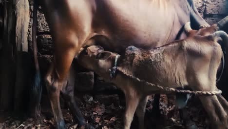 Close-up-static-shot-of-calf-suckling-from-cow-inside-corral