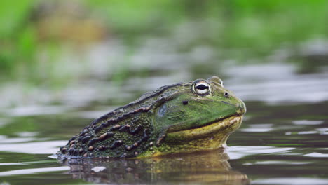 Riesiger-Afrikanischer-Ochsenfrosch-Auf-Der-Flachen-Wasseroberfläche-Eines-Teiches