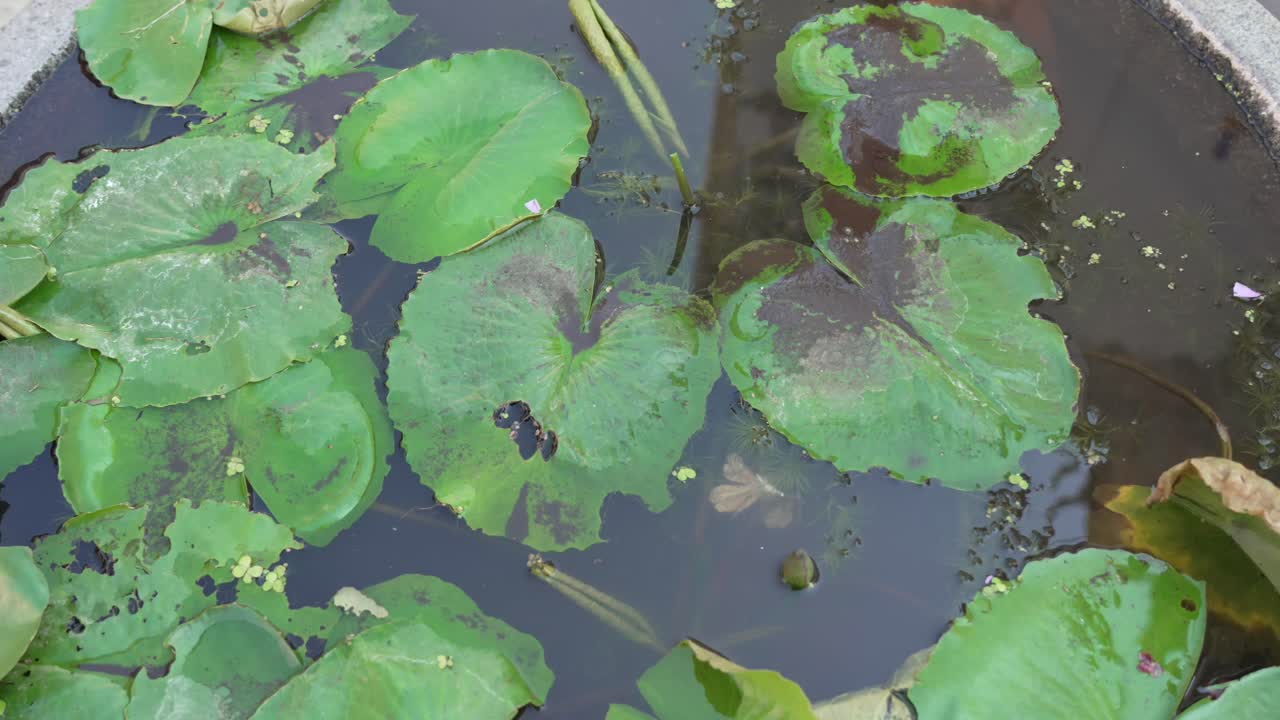 Close up view of green lotus leaves with some dark spots, gently floating on the calm, dark water surface, reflecting natural light and showing organic textures