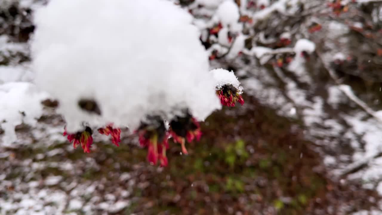 panoramic portrait of Frozen flower on tree in forest red flower in winter landscape nature Hyrcanian mountain Iran snowfall Parrotia persica in village countryside branch scenic outdoor spring season