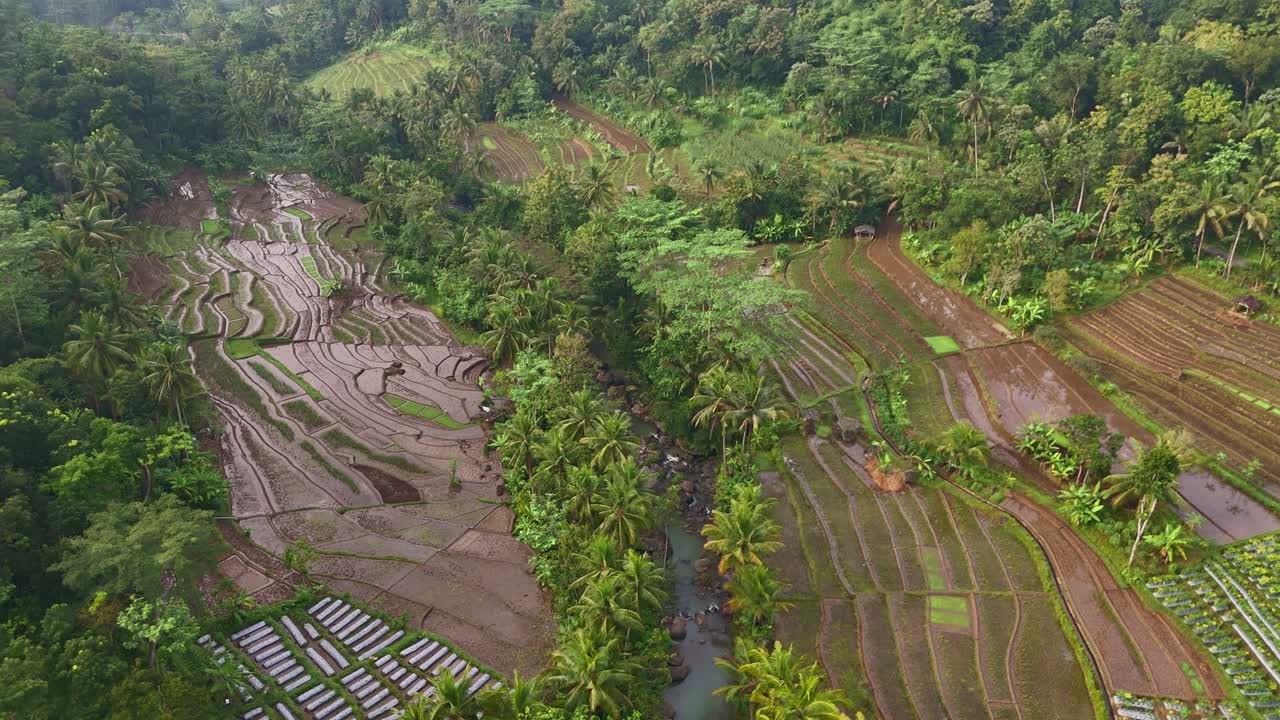 Aerial rural scenery of agriculture rice field with river flowing for irrigation system.