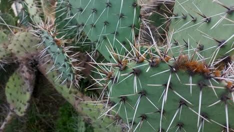 cactus con hojas redondas y verdes, con grandes espinas, una planta suculenta que prospera en climas secos