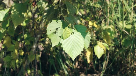 close-up of green leaves on a tree branch