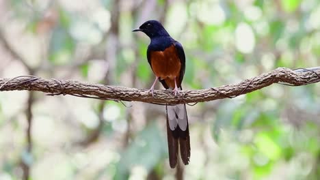 Shama-De-Rabadilla-Blanca-Encaramado-En-Una-Vid-Con-Fondo-Bokeo-Del-Bosque,-Copsychus-Malabaricus,-En-Cámara-Lenta