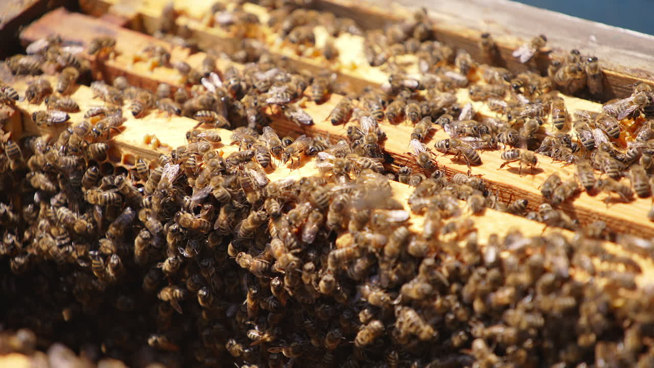 Bee brood on top of honey frames in beehive. Bees lit by sun crawling in the opened beehive. Close up.