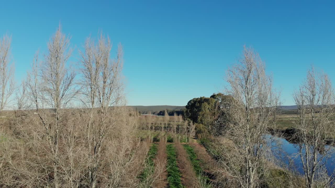 дрон летит в обратном направлении через два голых дерева, показывая виноградники и реку.
