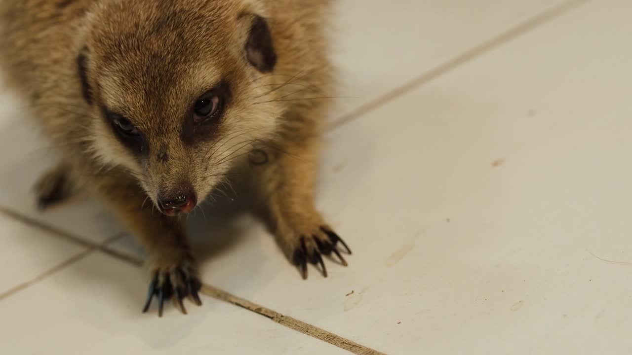 Un primo piano di un suricato nutrito con una larva della farina usando delle pinzette, al chiuso.