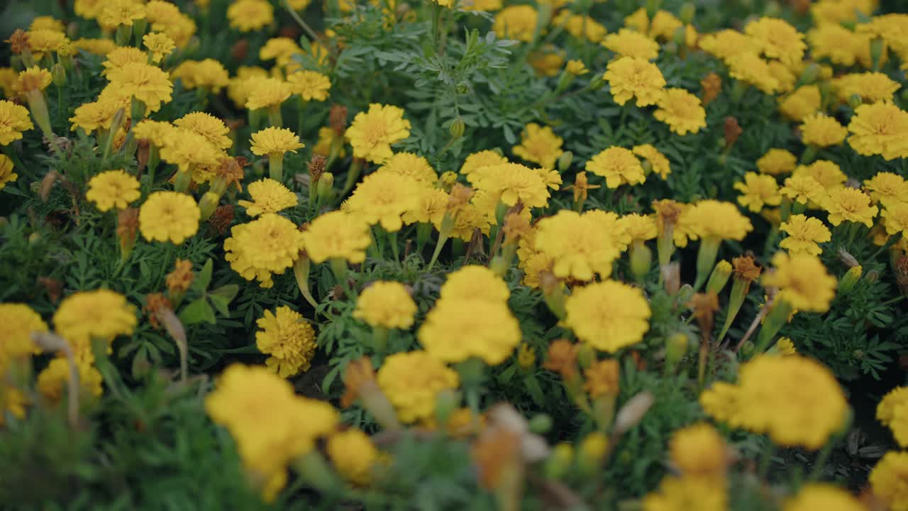 Bright yellow marigold flowers blooming in lush garden bed surrounded by green leaves