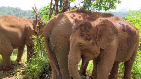 three asian elephants eating in the forest jungle in thailand, asia