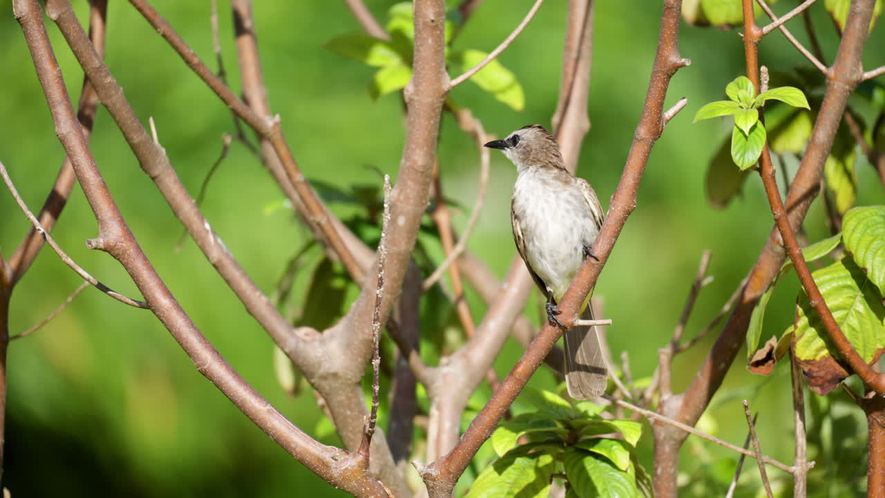 bulbul de ventilación amarilla, o bulbul de ventilación amarilla oriental encaramado en un árbol tropical en un día soleado en un jardín