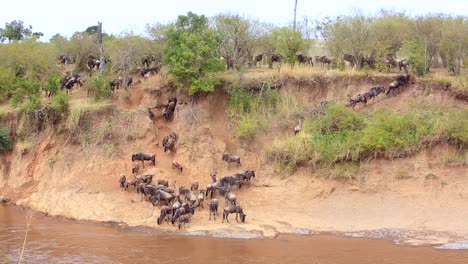 Confusión-De-ñus-Reacios-A-Nadar-A-Través-Del-Río-Fangoso-De-Kenia