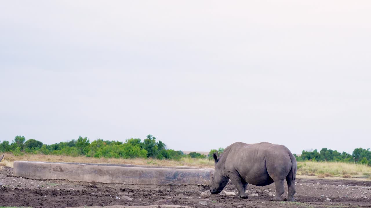 Tre rinoceronti bianchi meridionali camminano verso una pozza d'acqua artificiale in cemento in un habitat di savana nella riserva di Ol Pejeta in Kenya.