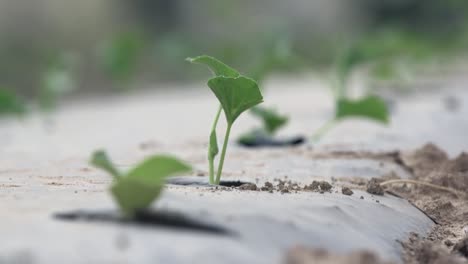 growing vegetables in green houses and drip irrigation