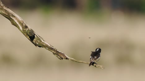 european stonechat perched on branch catching fly to eat