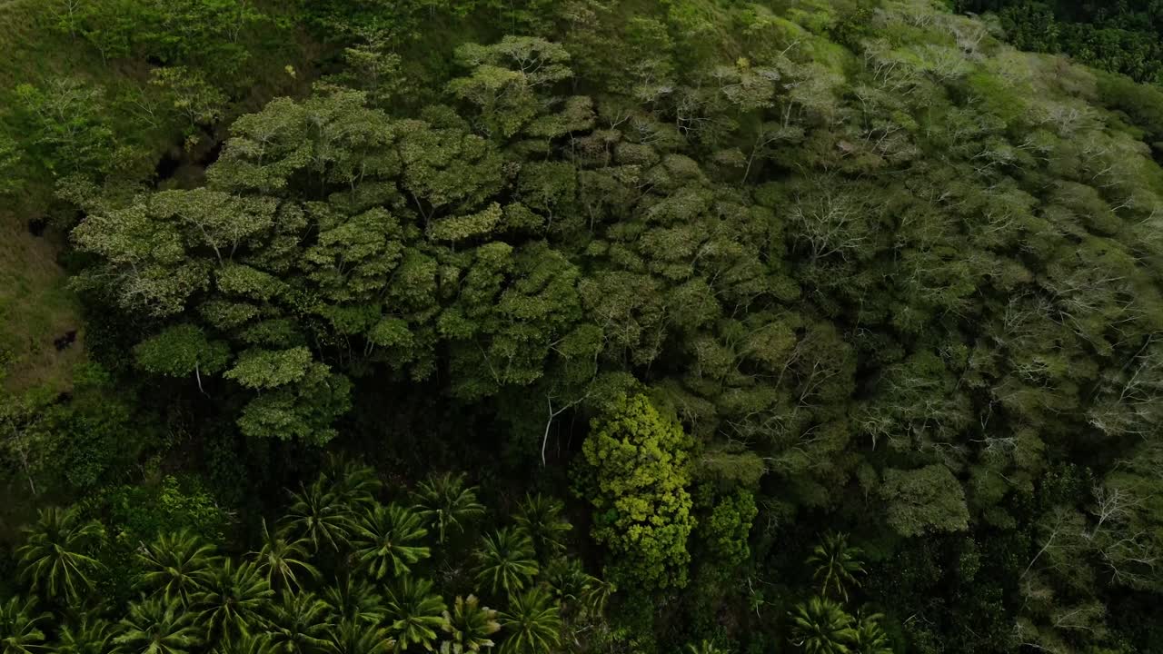 vista aérea del exuberante dosel de la selva tropical de los árboles en la isla de fatu hiva marquesas en el pacífico sur de la polinesia francesa