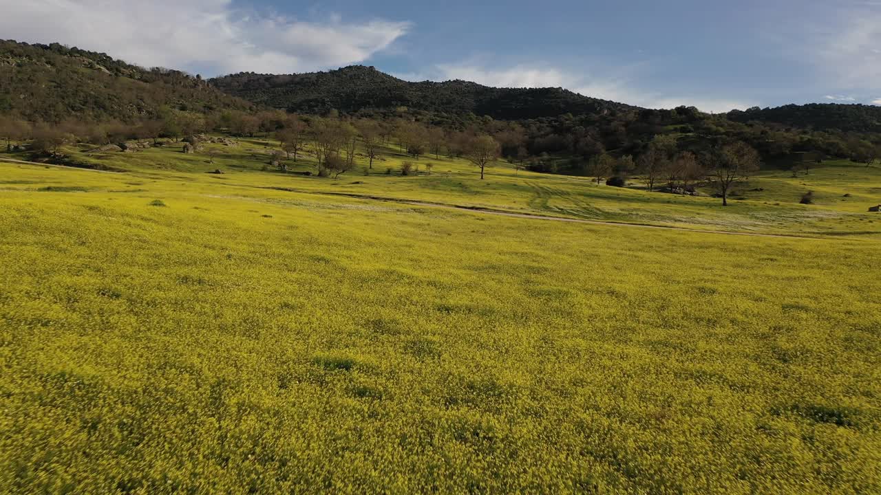 drone flight in meadows in early spring over fields of yellow and white flowers crossing a dirt road with a background of mountains at sunset in Avila-Spain