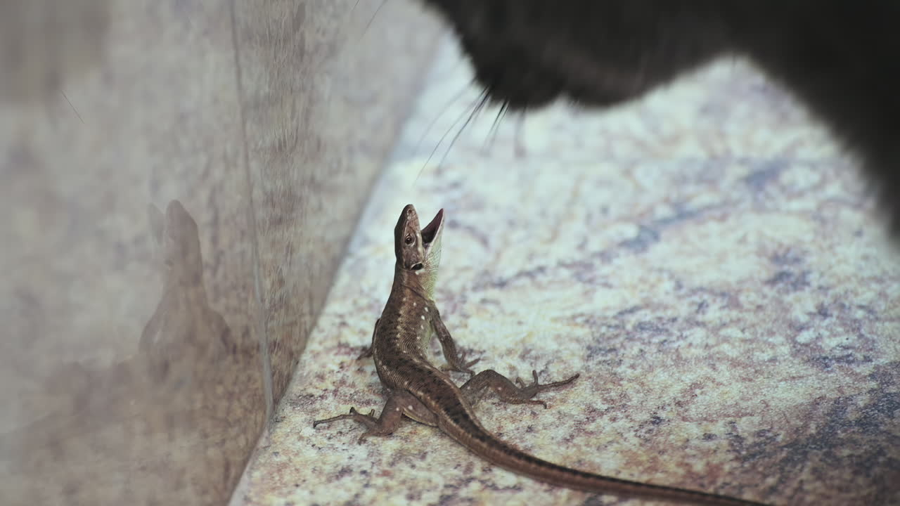 Lizard and a cat