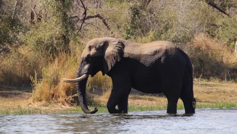 Imágenes-De-Un-Majestuoso-Toro-De-Elefante-Africano-Colmilludo-Caminando-A-Lo-Largo-Del-Borde-Del-Agua-De-Un-Lago-Natural-En-Un-Parque-Nacional-En-Sudáfrica
