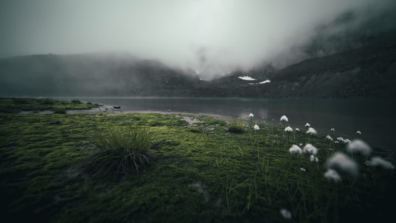 lapso de tiempo del lago de montaña con flores en primer plano