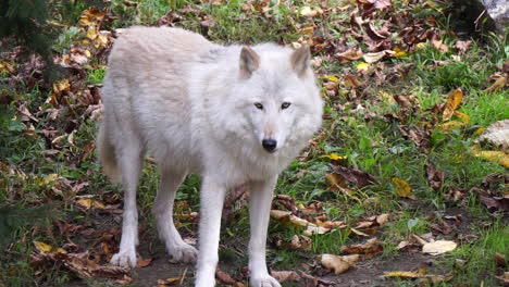 a southern rocky mountain gray wolf stands and smells the air intensely, then licks her nose