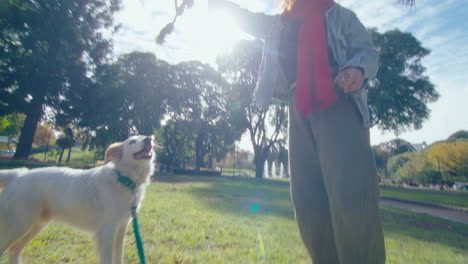 active dog jumping and playing with female owner in the park