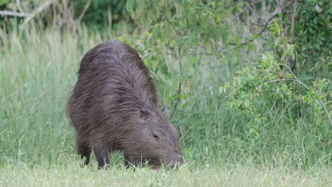 carpincho tranquilo y manso, hydrochoerus hydrochaeris nativo de américa del sur, ocupado buscando comida en densas vegetaciones después de nadar con diversas hierbas y plantas en la orilla del río.