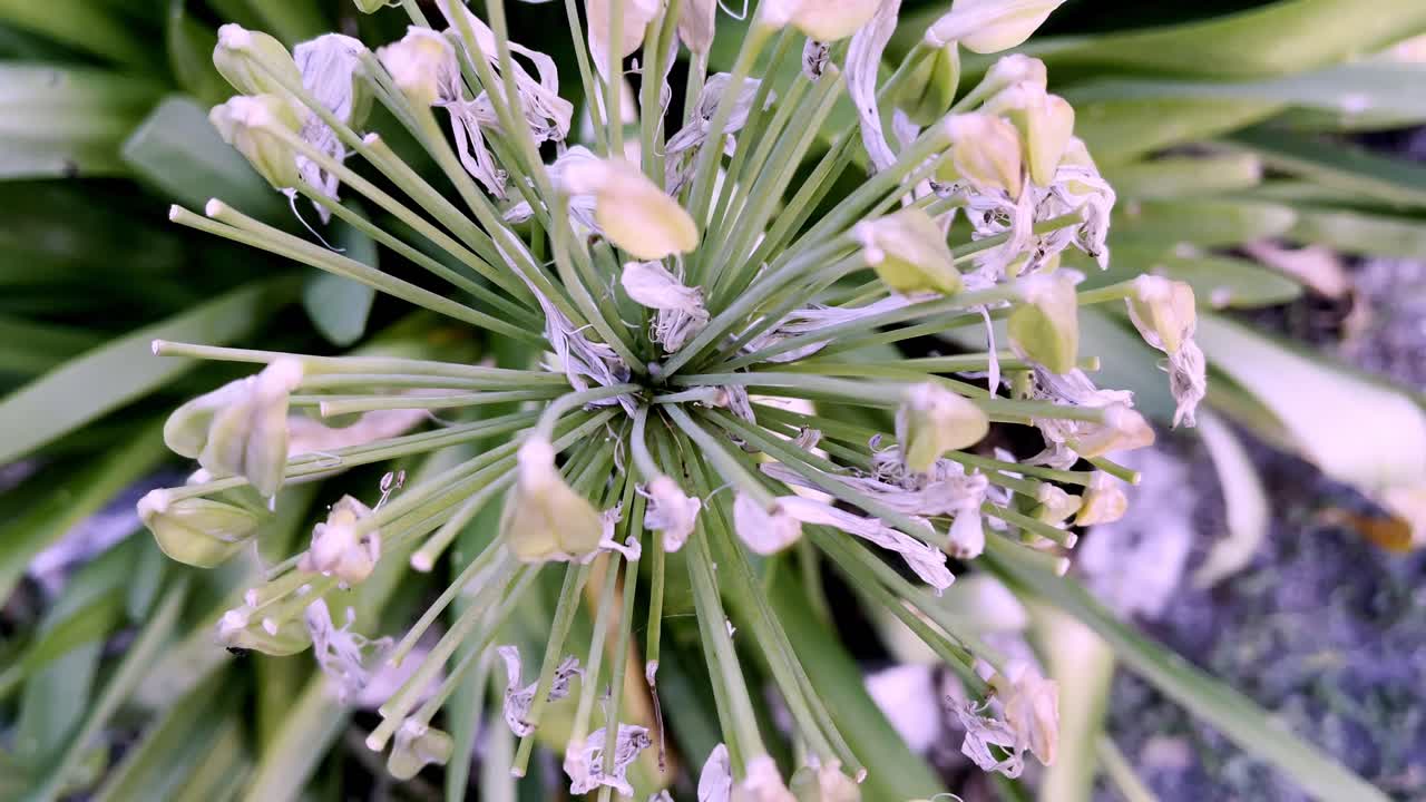 близкий снимок желтого и белого цветочного лепестка с другими растениями на заднем плане