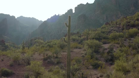 cactus saguaro alto y flaco felizmente de pie en el desierto de sonora