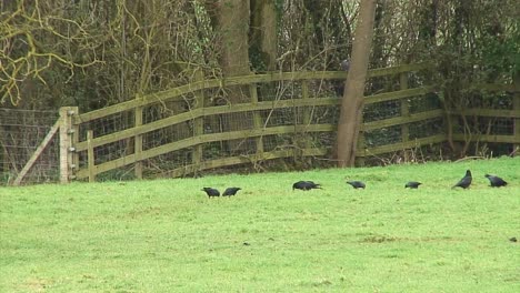 crows looking for food in a uk field with a fence and some trees in the background