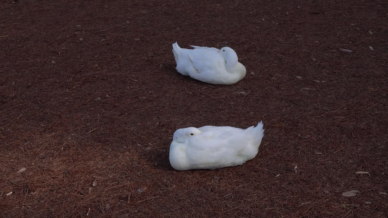 Two white birds sleep peacefully on a dried tuft resembling grass. This truly creates a beautiful cinematic scene of nature