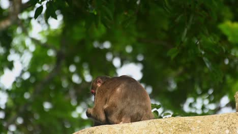 Macaco-De-Cola-De-Muñón,-Macaca-Arctoides