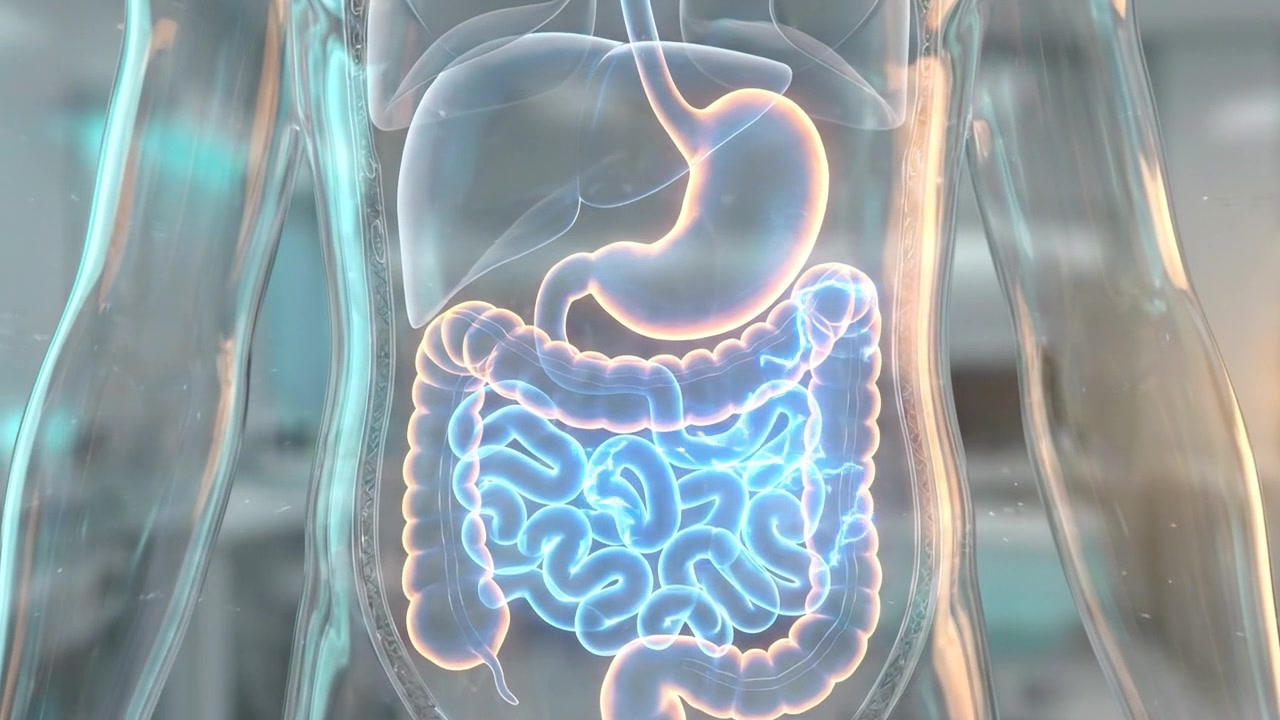 Animação Médica 3D da Anatomia do Sistema Digestório Humano