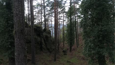 green forest at spring day