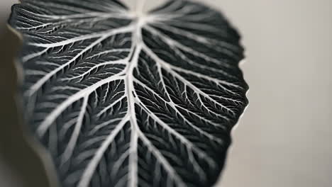 close-up of a leaf with striking white veins