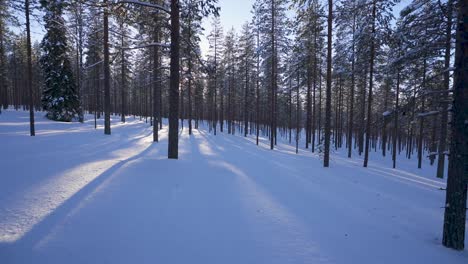 winter in lapland finland: snow-covered forest, peaceful winter wonderland