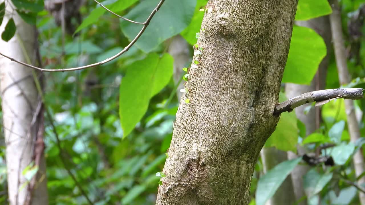 Trail of Leafcutter Ants Transporting Leaves From Tree in Amazon