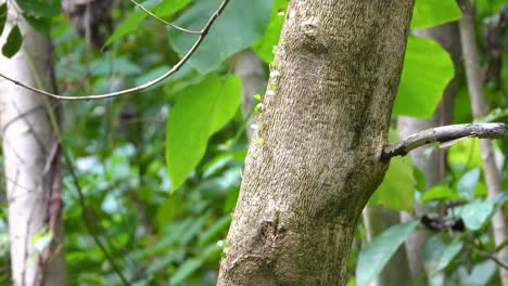 trail of leafcutter ants transporting leaves from tree in amazon