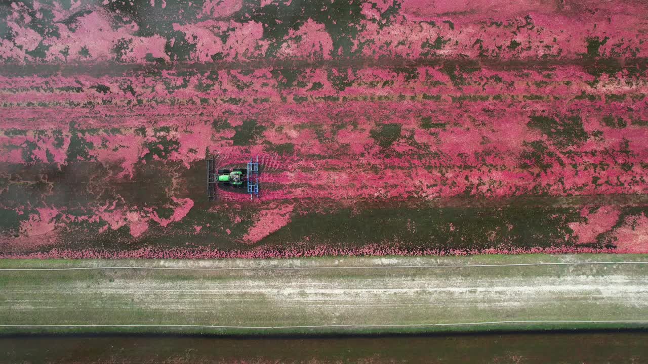 A harrow tractor slowly works its way through a cranberry bog gently knocking cranberries off their vine allowing their buoyancy to float them to the water's surface
