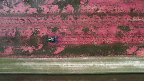 A harrow tractor slowly works its way through a cranberry bog gently knocking cranberries off their vine allowing their buoyancy to float them to the water&#039;s surface
