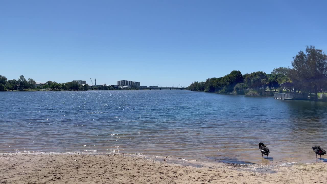 Video panoramico 4K di una laguna in Australia con cigni neri sulla spiaggia e un ponte sullo sfondo.