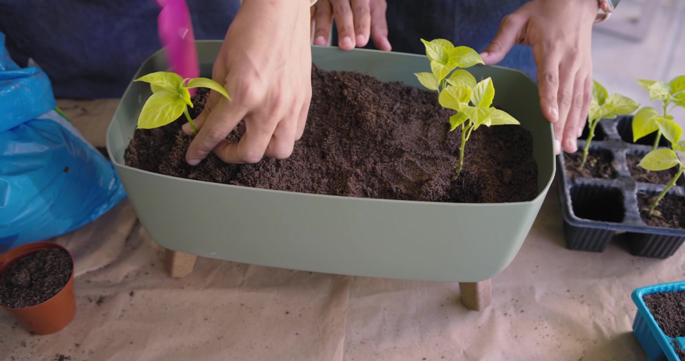 Seed tray being lifted as two hands are transplanting seedlings into green planter for misting