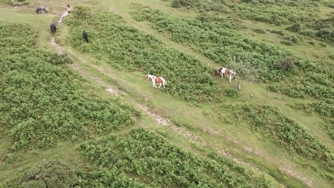 ponis salvajes deambulan por el exuberante paisaje verde de devon, reino unido, órbita aérea