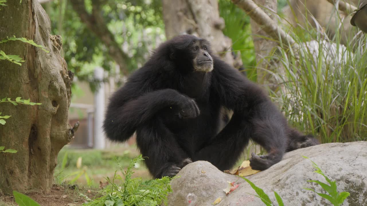 siamang aislado comiendo gibón de pelaje negro. primer plano y cámara lenta